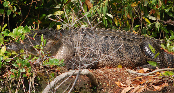 Alligator from Sawyer Lake