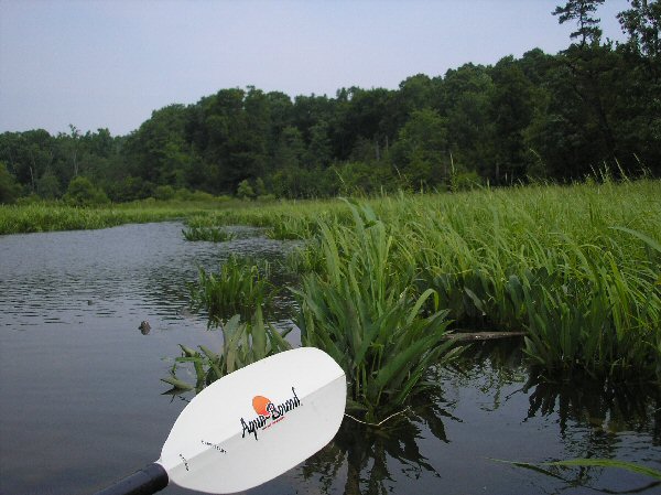 Kayaking at Mason Neck on the Potomac South of D.C.