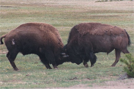 Bison