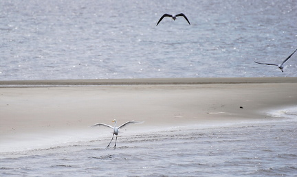 CarolinaBeachStatePark07