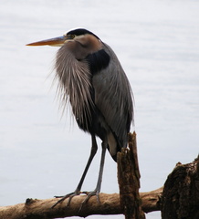 normal NewportNewsParkGreatBlueHeron1