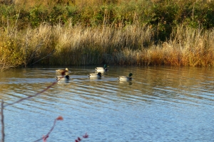 BlackwaterNWR_202111