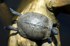 coastalReserveTurtles_01