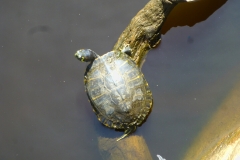 coastalReserveTurtles_02