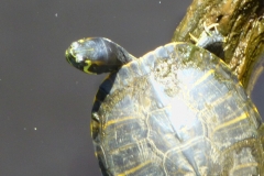 coastalReserveTurtles_03