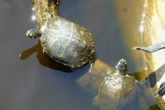 coastalReserveTurtles_04