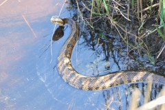 cottonmouth_01