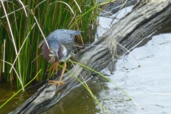 greenHeron_04