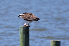 osprey_02