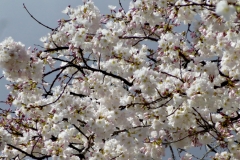 cherryBlossoms_01