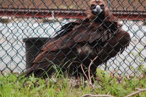 Norfolk ZOO