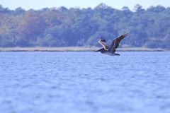 CarolinaBeachStateParKPaddling19