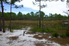 CarolinaBeachStatePark03