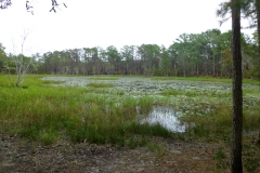 CarolinaBeachStatePark04