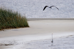 CarolinaBeachStatePark12