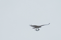 CarolinaBeachStatePark14