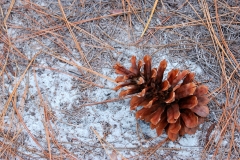 CarolinaBeachStatePark18