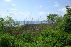 pineIslandAudubonWalk_02