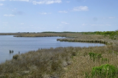 pineIslandAudubonWalk_04