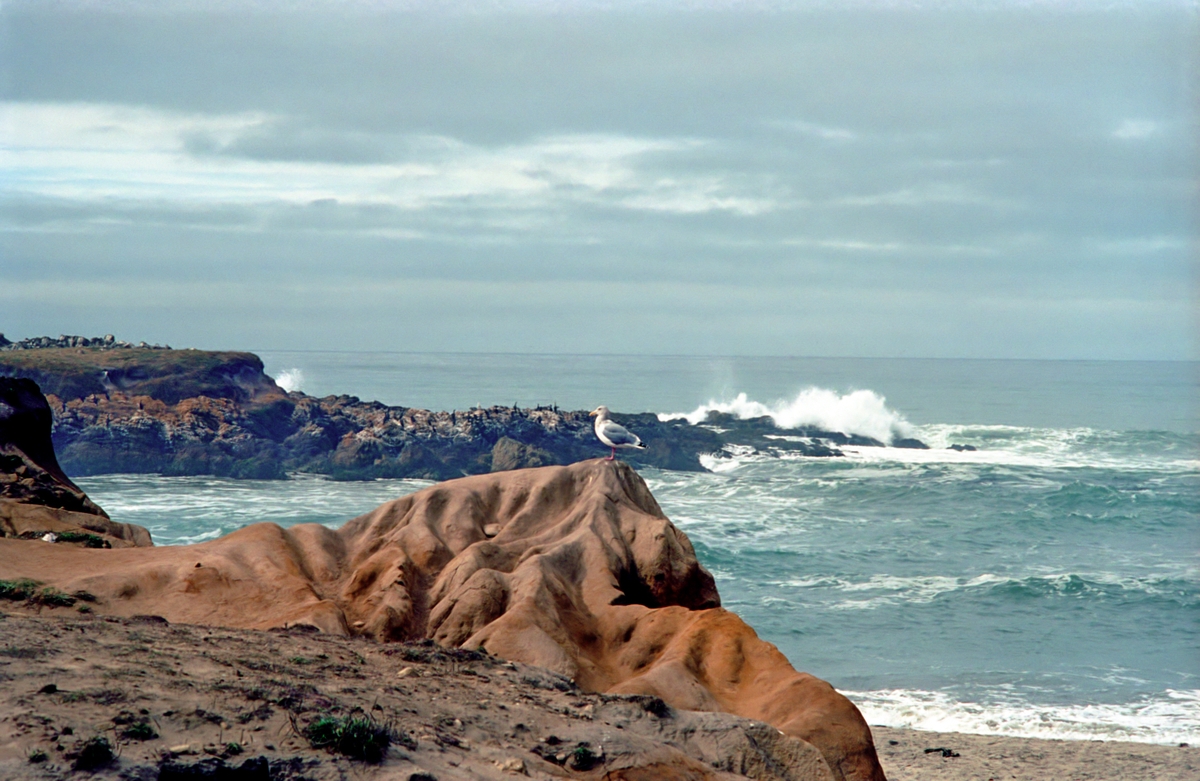 California Coastline, Monterey area 1994