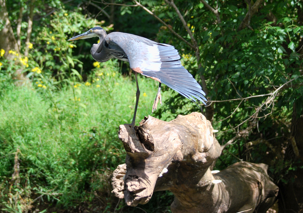 Great Blue Heron On Bull Run in Clifton, VA